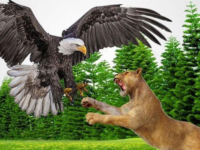 Sư tử săn đại bàng hưởng thành ”1 mũi tên trúng 2 đích”