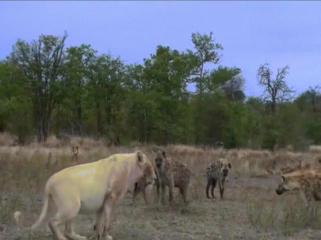 Video: Đang bị vây đánh, sư tử có động thái bất ngờ khiến đàn linh cẩu khiếp vía