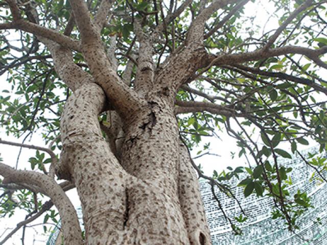 Loại cây nhìn như cây dại mà giá bạc tỷ, ở Việt Nam có người từng vác bao tiền đi mua