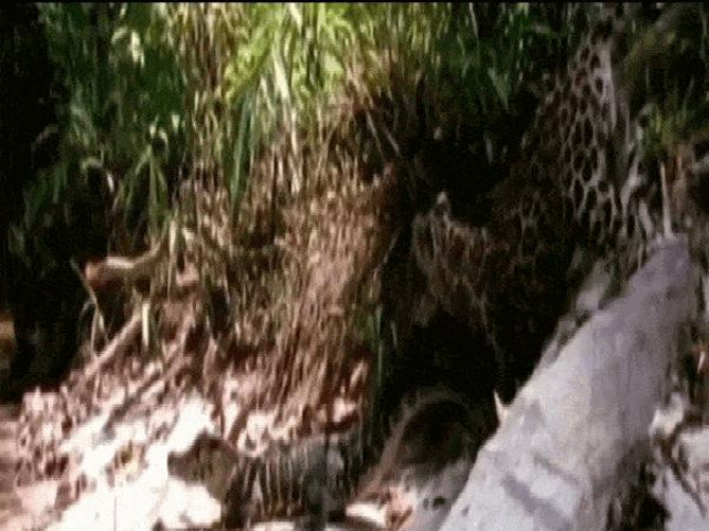 Video: Cả gan chọc giận ”sát thủ đầm lầy”, báo đốm con nhận kết cục đau đớn