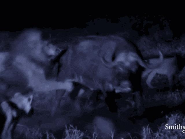 Cảnh săn mồi trong đêm tối của sư tử giữa bầy trâu rừng khổng lồ