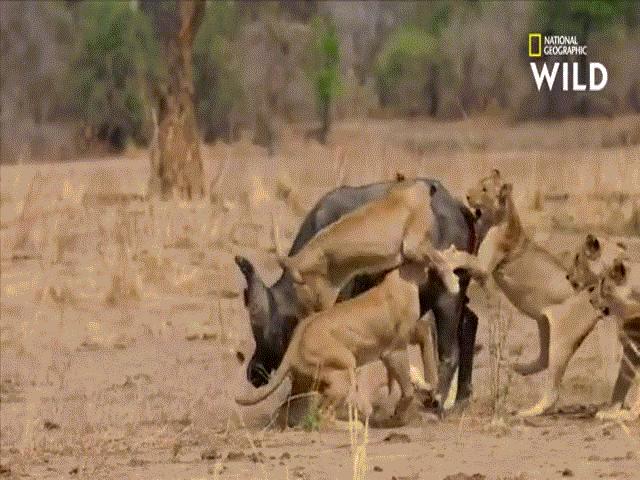 Video: Bị cả đàn sư tử khát máu bao vây, trâu rừng dũng mãnh đánh bại kẻ săn mồi nhờ ngón đòn đặc biệt
