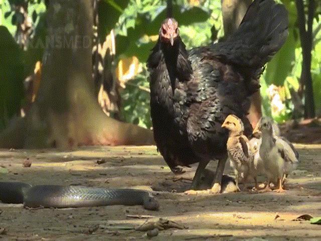 Video: Định ăn thịt gà con, rắn hổ mang phun nọc Java bị gà mẹ mổ liên tiếp vào đầu