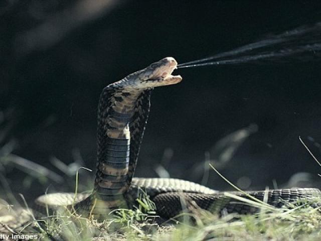 Vì sao rắn không trúng độc khi ăn con mồi nó vừa chích độc?