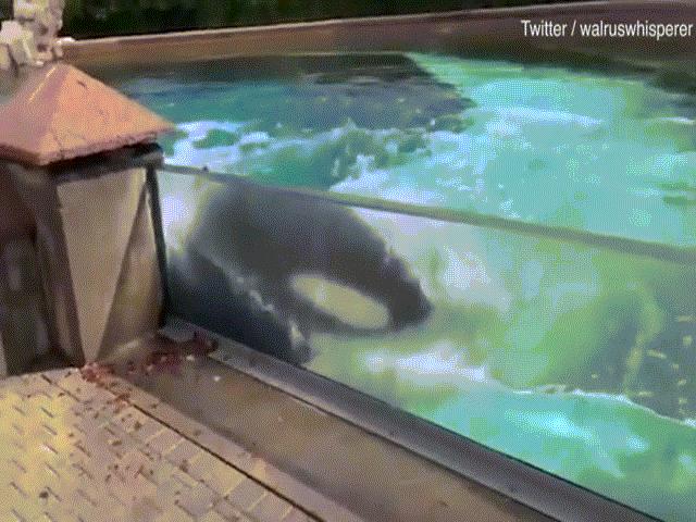 Cá voi sát thủ ”cô độc nhất thế giới” có hành vi lạ