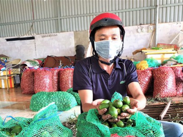 Giá cau tươi cao kỷ lục: Nông dân mừng, chính quyền lo