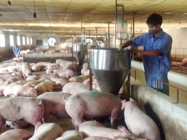 Giá lợn hơi giảm mạnh, thấp nhất 49.000 đồng/kg