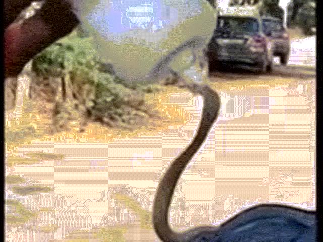 Video: Rợn người cảnh rắn hổ mang lao ra khỏi đầu xe máy, tấn công người
