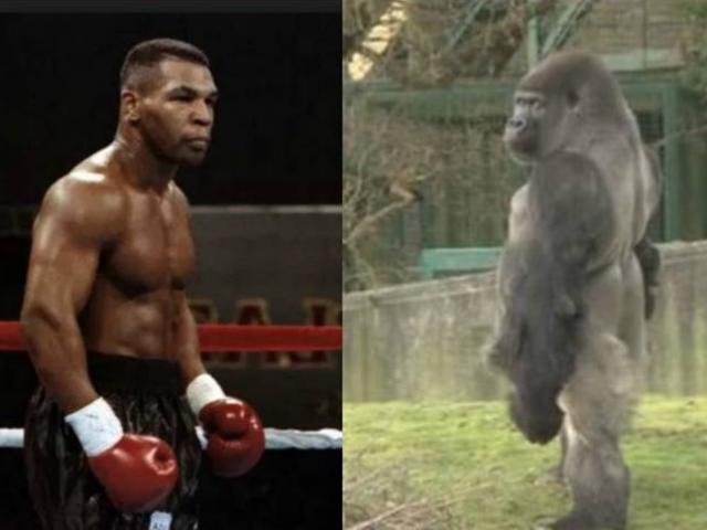 Chơi ngông như Mike Tyson: Lý do cho bảo vệ nhiều tiền để đánh nhau khỉ đột