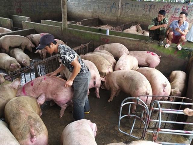 Giá lợn hơi liên tục giảm, địa phương thấp nhất còn 46.000 đồng/kg