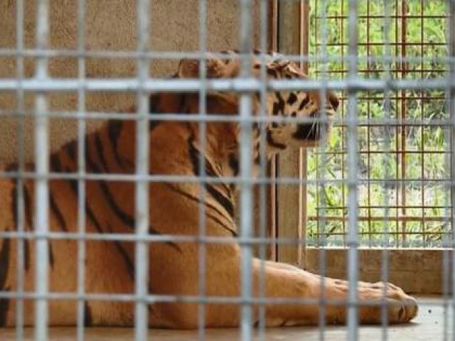 9 con hổ ở Nghệ An còn sống sau vụ giải cứu hiện ra sao?