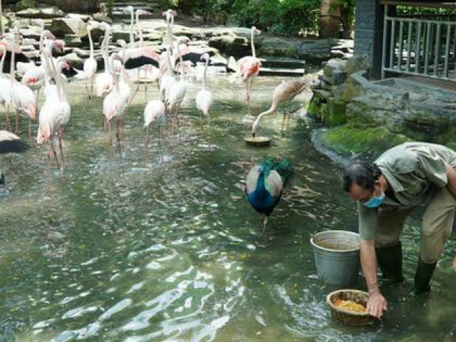 Giám đốc Thảo Cầm Viên: ”Không kêu gọi sự đóng góp từ cộng đồng!”