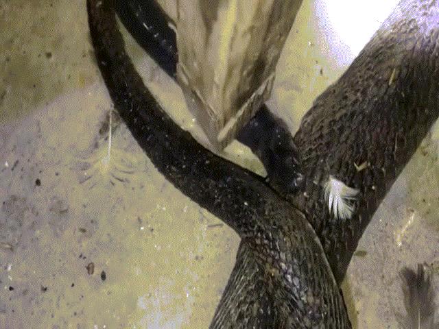 Video: Truy tìm thứ giết rắn hổ mang trong chuồng gà, hoảng hồn phát hiện con vật đáng sợ