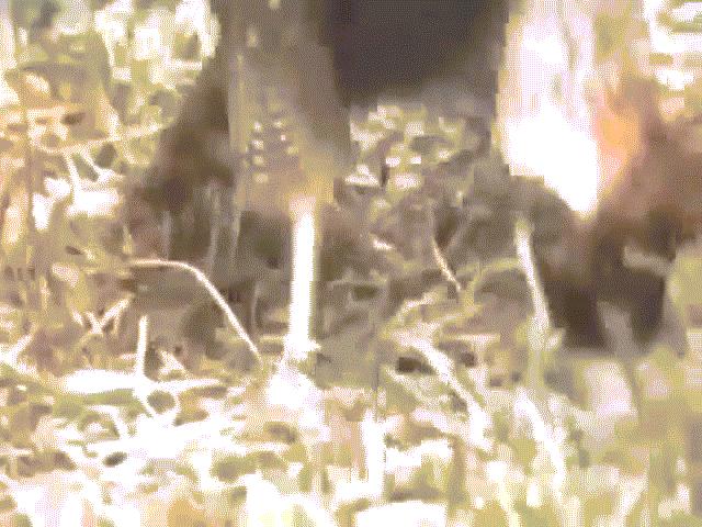 Video: Sở hữu nọc độc chết người, rắn hổ mang chúa vẫn bị đại bàng kết liễu dễ dàng