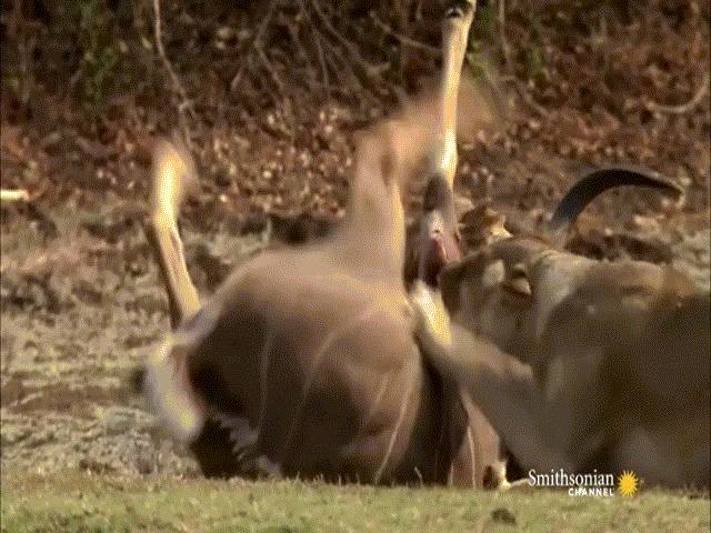 Video: Sư tử ”giăng bẫy” tuyệt đỉnh, đoạt mạng linh dương vằn Kudu trong nháy mắt