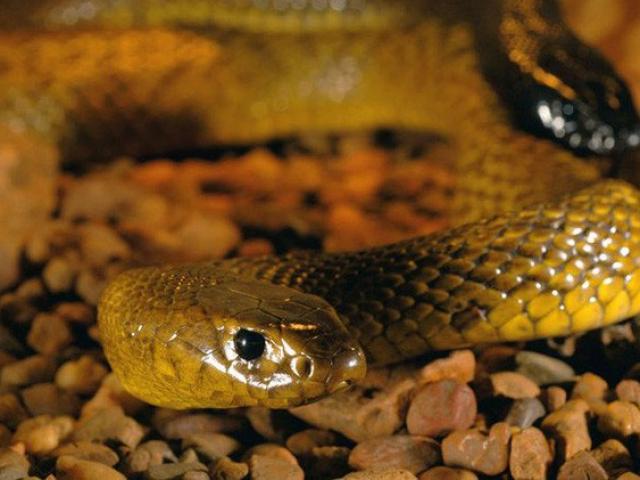 Loài rắn sở hữu nọc độc khủng khiếp có thể giết chết 100 người cùng lúc