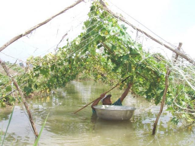 Hậu bão số 9 ruộng rau nước ngập tới cổ, TP.HCM lo ”sốc” giá rau