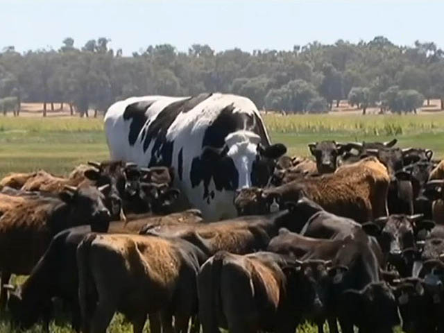 Chú bò cao gần 2m, nặng 1,4 tấn, không thể làm thịt vì quá to