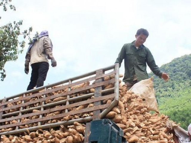 Xuất khẩu sắn cạnh tranh khốc liệt với Thái Lan, Lào, Campuchia