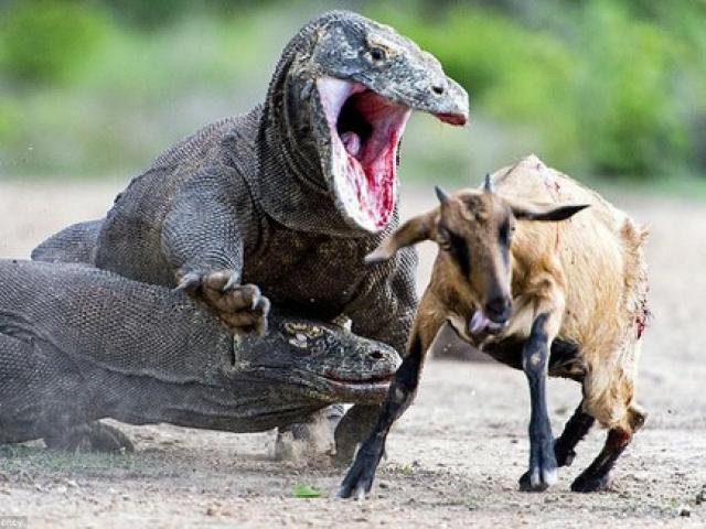 Rồng Komodo thể hiện sức mạnh đáng sợ xứng danh quái vật