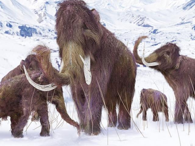 Tiết lộ cách loài voi ma mút ”né” tuyệt chủng, sống thêm 10.000 năm