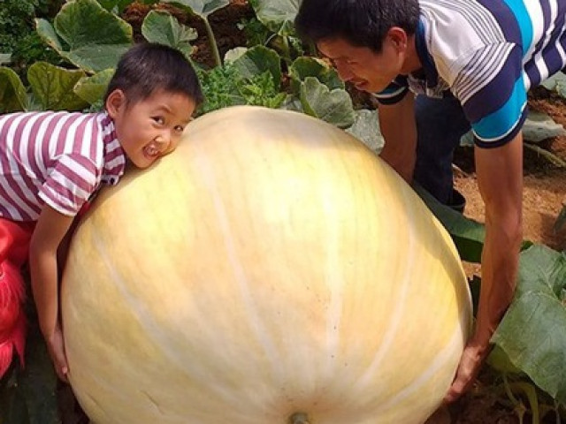 Ngắm bí ngô khổng lồ ở Đà Lạt sẵn sàng cho lễ Halloween