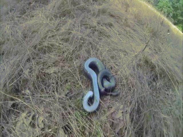 Video: Thấy người tiến lại gần, rắn ”có họ” với hổ mang chúa lăn quay giả chết