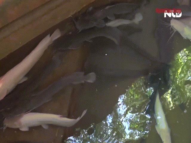 Video: Ngắm đàn cá trê dài cả mét tại chùa Ngọc Hoàng