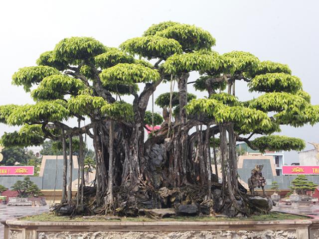 “Siêu cây” Việt khách Nhật trả 460 tỷ đồng không bán: Chủ nhân nói gì về thông tin “làm giá”?