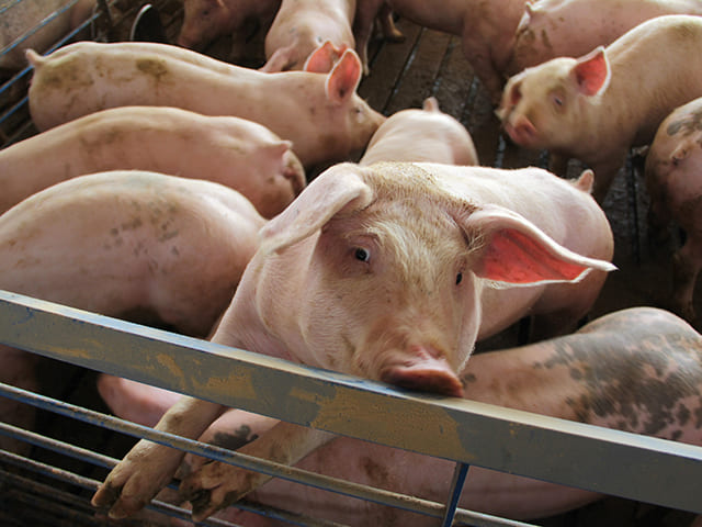 Mỹ tích trữ thịt lợn cao nhất trong nửa thập kỷ, chờ thời cơ xuất sang Trung Quốc