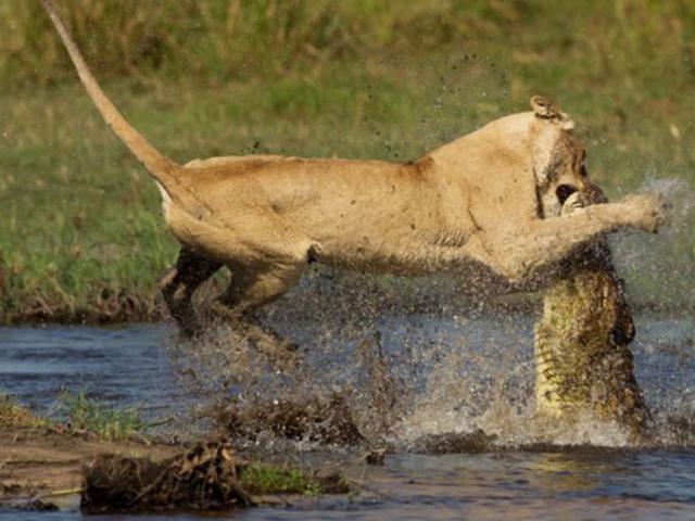 Trận chiến kinh hoàng khi sư tử qua sông bị cá sấu mai phục