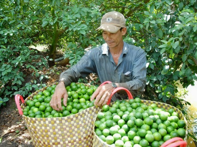 Chanh tăng giá sốc sau khi chặt cây làm... củi