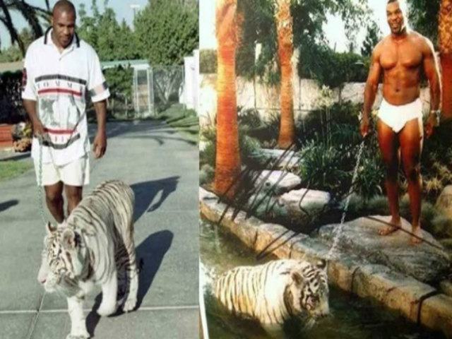 Mike Tyson nuôi hổ dữ 250 kg: Tiết lộ lý do “động trời” phải đem bán
