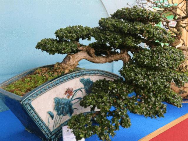 Cận cảnh những tác phẩm bonsai, suiseki tiền tỉ đổ bộ TP.HCM
