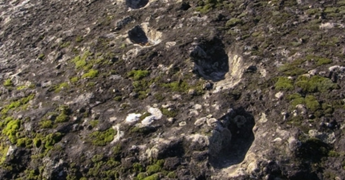 Dấu chân hóa thạch ở núi lửa Roccamonfina là của ai?