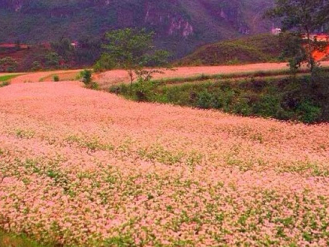 Tam giác mạch - loài hoa vừa cứu đói cho người nghèo, vừa là thuốc cho người giàu