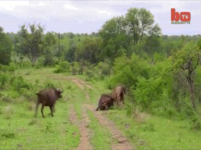 Video: Sư tử chuẩn bị ”làm cỗ” trâu rừng, không ngờ bị trâu khác húc tung lên trời