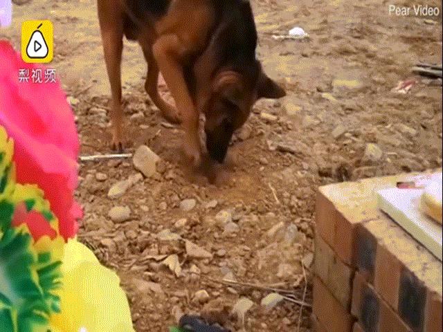 Video: Chủ bị đem chôn, chó ra mộ có hành động khiến nhiều người bất ngờ