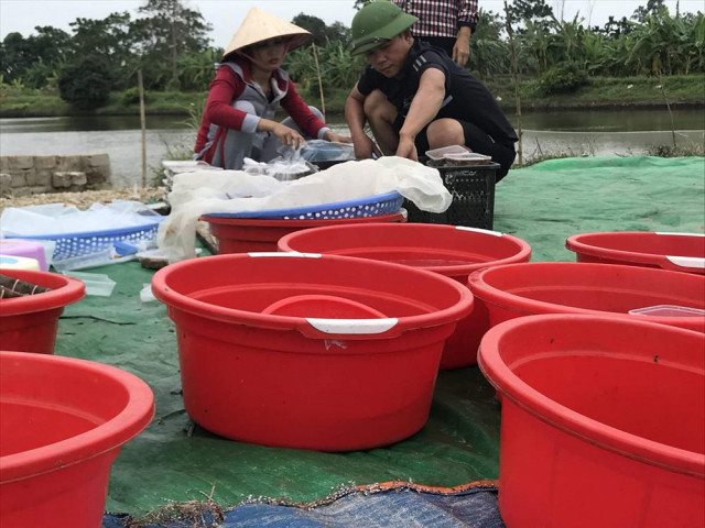 Nghề ”săn lộc trời” kiếm hàng chục triệu mỗi ngày ở Hải Phòng