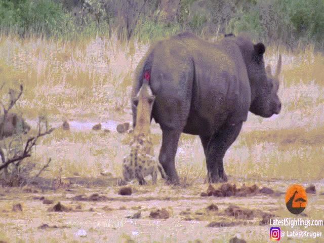 Video: Rùng mình cảnh linh cẩu đói ăn rỉa thịt tê giác nặng gấp mình cả chục lần