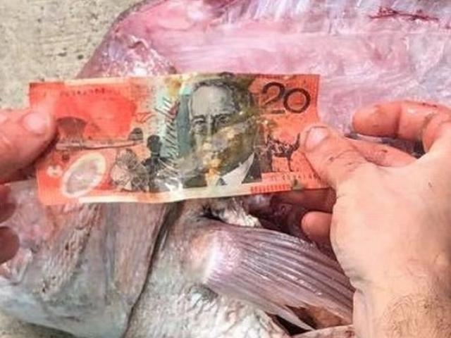 Ngư dân Úc tìm thấy “món quà” không ngờ khi mổ bụng cá hồng