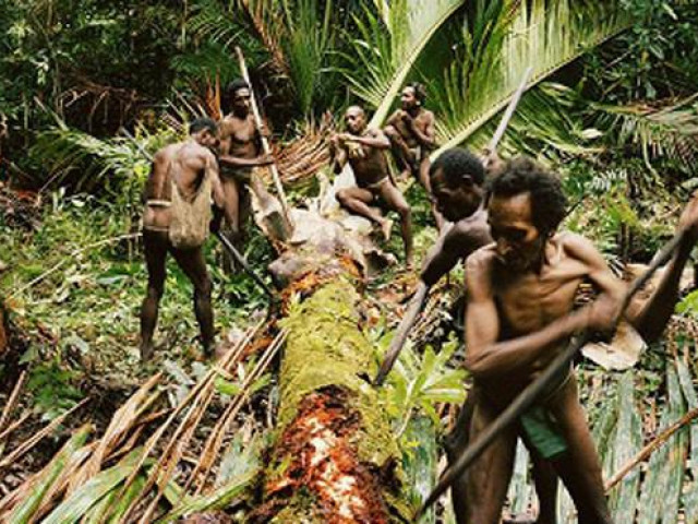 Bộ tộc nào ở Indonesia từng có tục săn đầu người và ăn thịt người?