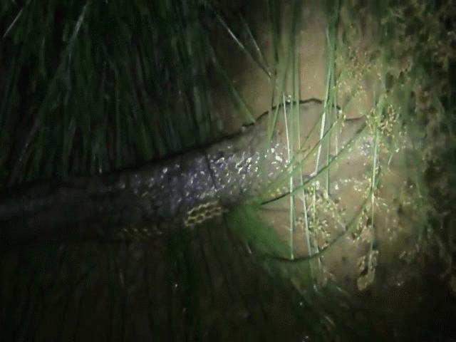 Video: Hổ mang chúa nuốt chửng trăn vua trong đêm