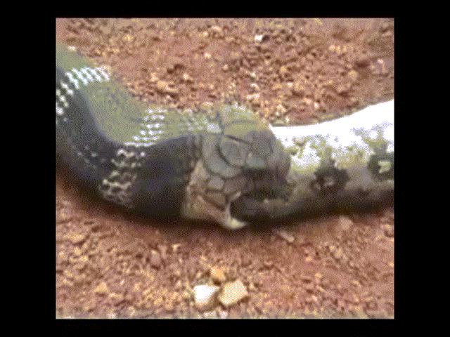 Video: Hổ mang chúa khổng lồ nuốt chửng trăn, không ngờ bị con người phá đám