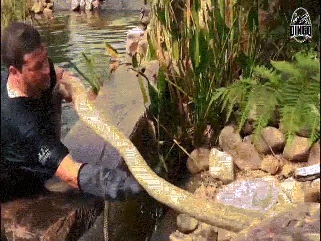 Video: Bơi cùng hổ mang chúa khổng lồ dài 4,8m, lớn nhất châu Phi