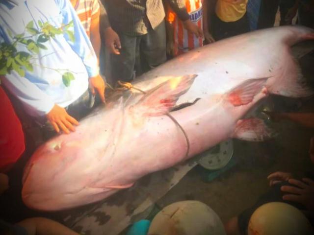Cá “khủng” nặng 230kg ngư dân An Giang mới bắt được có nguồn gốc từ đâu?