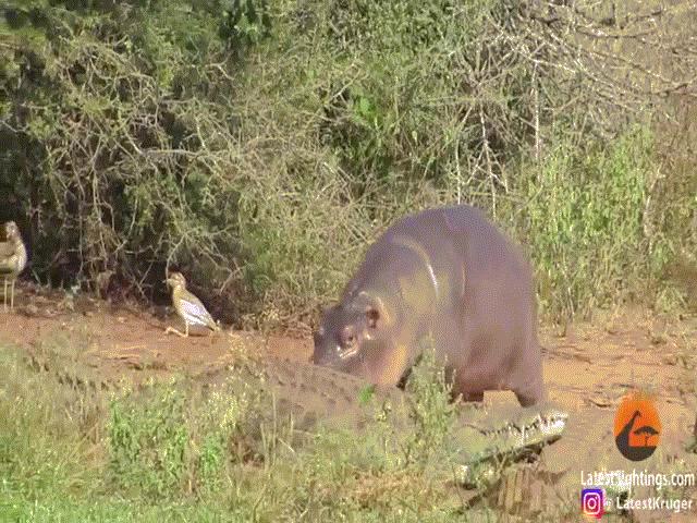 Video: Hà mã con ”háu đá” cà khịa từ cá sấu đến trâu rừng nhưng kết quả mới gây bất ngờ