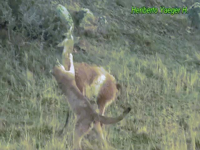 Video: Mặc đòn chí mạng của báo sư tử, lạc đà Guanaco vẫn quật dậy bỏ chạy