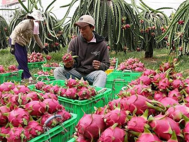 Xuất khẩu trái cây sang Trung Quốc dịp Tết cần lưu ý gì?