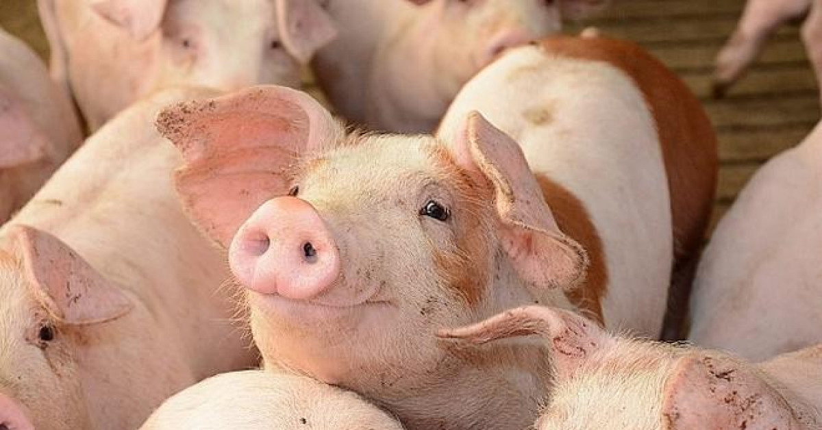 Giá lợn hơi Hà Nội sẽ trở lại mức 50-60.000 đồng/kg?